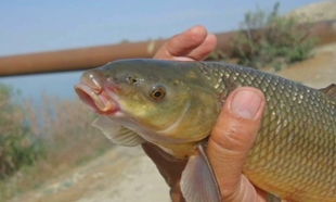 3 миллиона за незаконную рыбалку