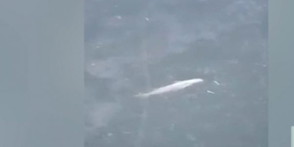 В Урале продолжает гибнуть рыба