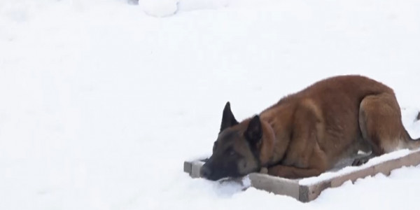 Кинологическая служба СКО хочет привлечь новых сотрудников