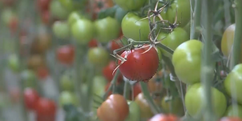 Россия приостановила импорт томатов из двух регионов Казахстана