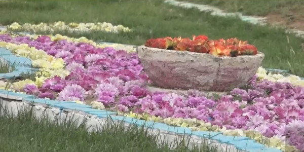 Жители Актау недовольны озеленением