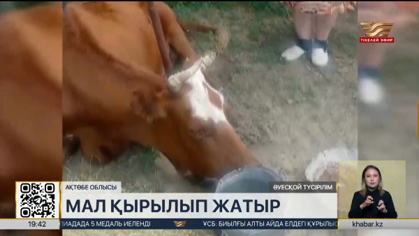 Ақтөбе облысында мал қырылып жатыр
