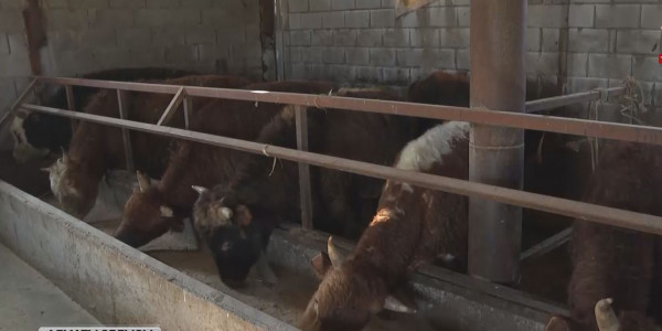 Алматы облысының шаруалары мал бордақылау ісін табыс көзіне айналдырған