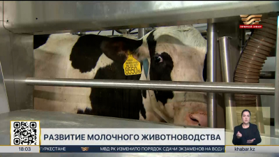 Увеличить производство молока планируют в Казахстане