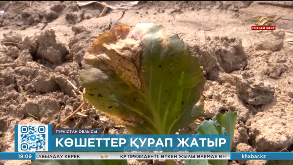 Су тапшылығынан түркістандық диқандар шығынға батқалы отыр