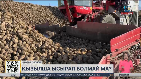 Жамбыл облысында қызылшадан рекордтық өнім жиналды