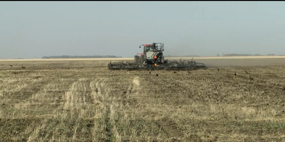 Минсельхоз прогнозирует урожай зерна в этом году выше, чем в 2018 году
