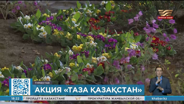 Ветераны посадили 100 саженцев хвойных деревьев в Туркестане