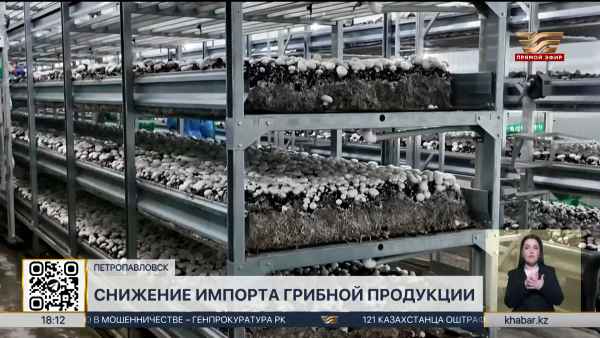 СКО станет одним из ключевых регионов по импортозамещению грибной продукции