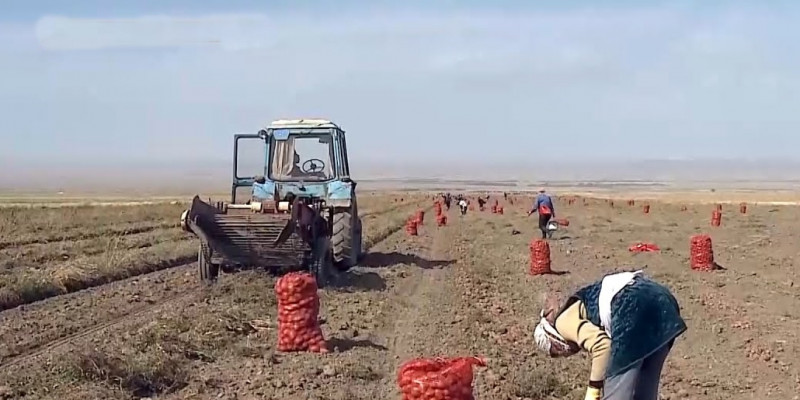 В Казахстане началась уборка урожая зерновых