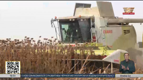 Рекордный  урожай подсолнечника собрали в ВКО