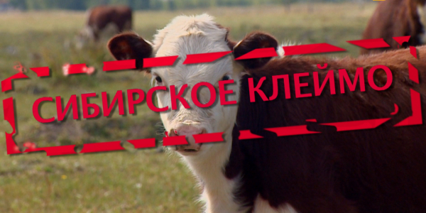 &laquo;Бюро расследований&raquo;. Сибирское клеймо