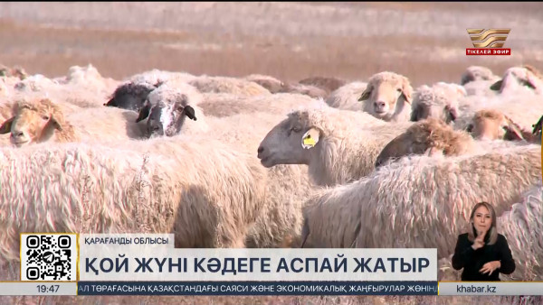 Қарағанды облысында қой жүні кәдеге жарамай жатыр