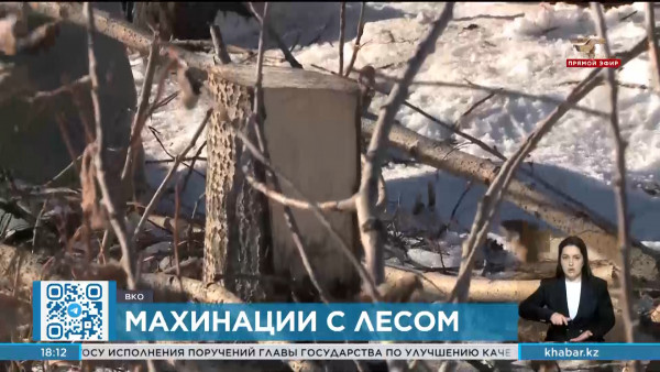 Незаконные схемы коммерческих вырубок леса выявлены в ВКО