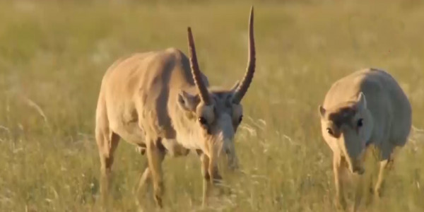 500 мың киікті атуға рұқсат берілуі мүмкін