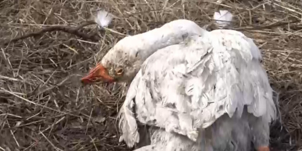 СҚО-да құс тұмауы өршіді