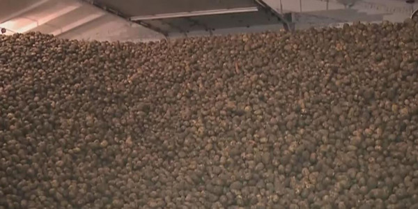 Өскемендіктерді картоп тапшылығы алаңдатып отыр