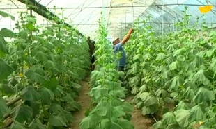 &laquo;Экономкласс&raquo;: ценные советы от эксперта при покупке жилья, ноу-хау в сельском хозяйстве ЮКО.