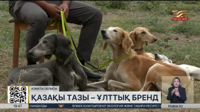 Қазақстанда 4 мыңға жуық тазы ит ресми тіркелген