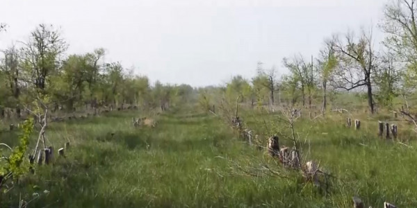 Более 200 деревьев незаконно вырубили в Актобе