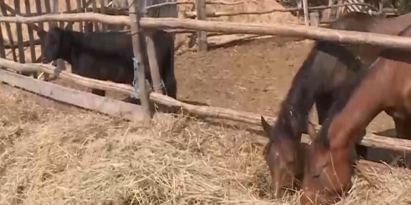 Пастбищные угодья приходится отстаивать жителям села Косколь