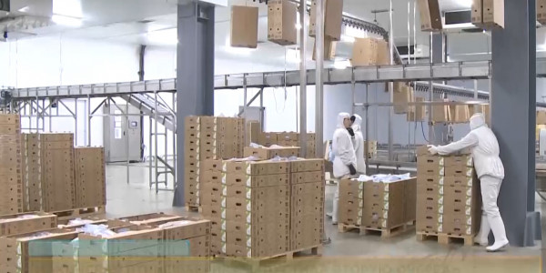 Макинская птицефабрика увеличила мощности производства