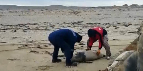 Глава минэкологии подтвердил факт гибели 59 тюленей