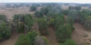 БҚО-дағы Хан тоғайының ажары қаша бастады