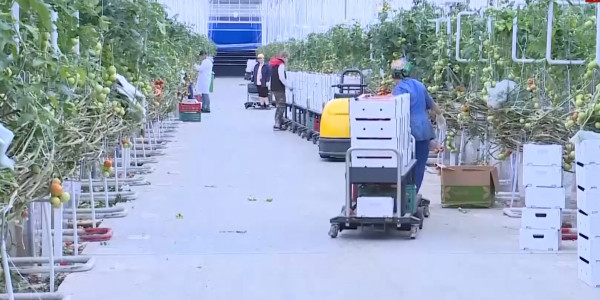 Енді қазақстандық қызанаққа шектеу жоқ