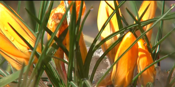 В Ботаническом саду Алматы зацвели крокусы