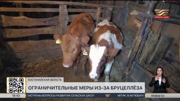 Ограничения введены в селе Калинин Костанайской области из-за бруцеллёза