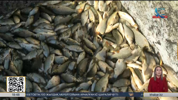Арал ауданында 7 400 тонна балық аулау жоспарланған