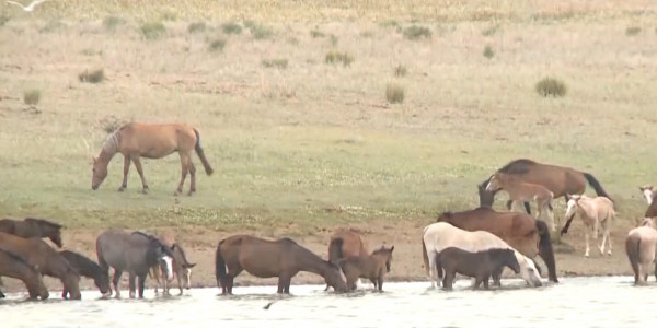 Актюбинские фермеры добиваются использования пустующих земель
