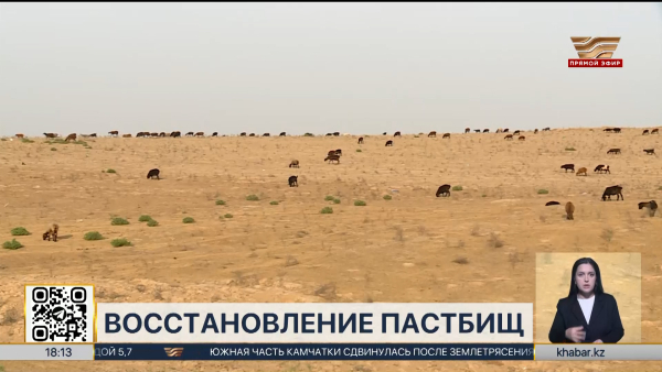 Деградация земель: как планируют восстанавливать пастбища в Казахстане?