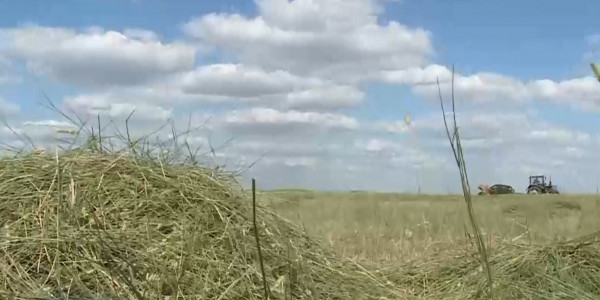 Тобылда екпе шөп алқабы екі есе ұлғайды