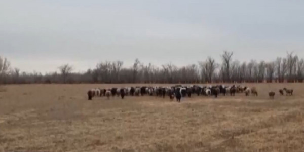 Жамбыл облысында мал ұрлығы тыйылар емес