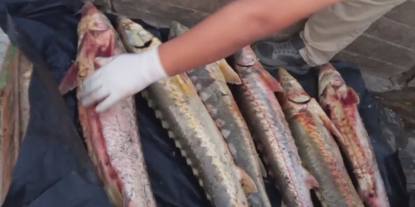 Маңғыстау облысында 34 келі бекіре тәркіленді