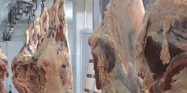 Қазақстан Жапонияға жылқы етін экспорттау жөнінде келісім бекітті