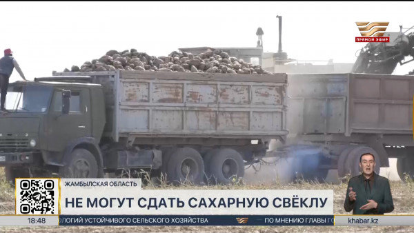 Фермеры Жамбылской области не могут сдать сахарную свёклу на переработку