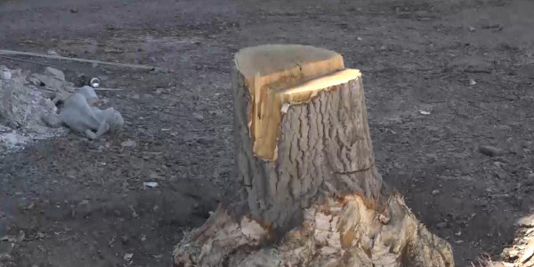 Семейде жайқалып өсіп тұрған көпжылдық ағаштар кесіліп жатыр