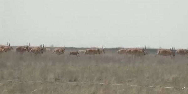 Число сайги будет регулироваться с 6 октября
