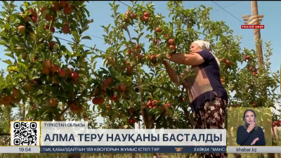 Түркістан облысында алма теру науқаны басталды