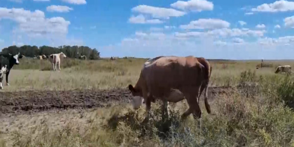 Қостанай облысы Жітіқара ауданының шаруалары субсидиядан қағылды