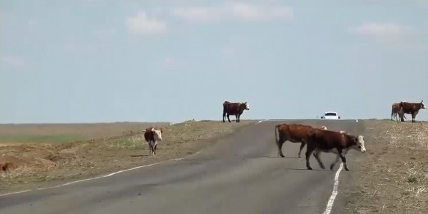 БҚО-да жол бойында мал өріп жүр