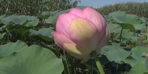 Атырау облысында лотос гүлдеді