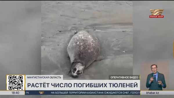 Гибель тюленей в Мангистау: ведется обследование территории