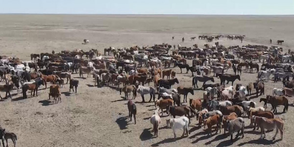 Ұлытау облысында ветеринар тапшы