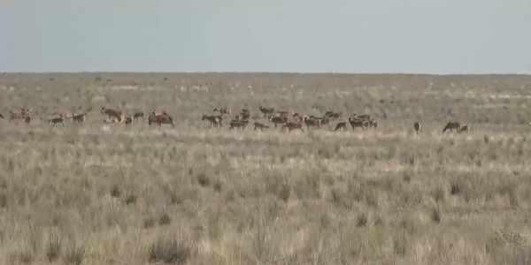 Киік кесірі: шаруалар өтемақы сұрайды