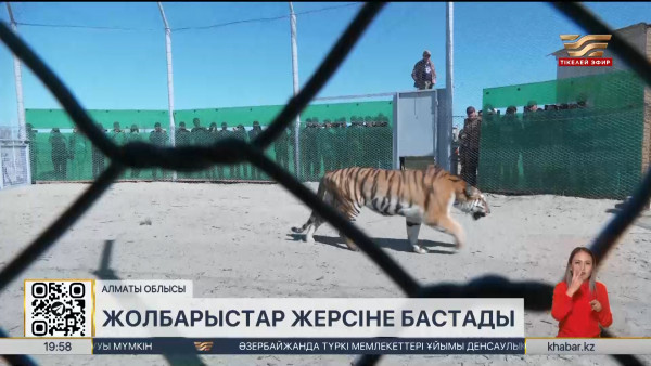 Нидерландыдан әкелінген жолбарыстар Алматы облысына жерсіне бастады