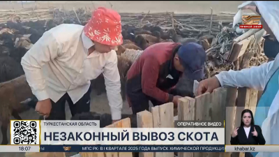 Из Казахстана в Узбекистан пытались незаконно перегнать 460 голов скота